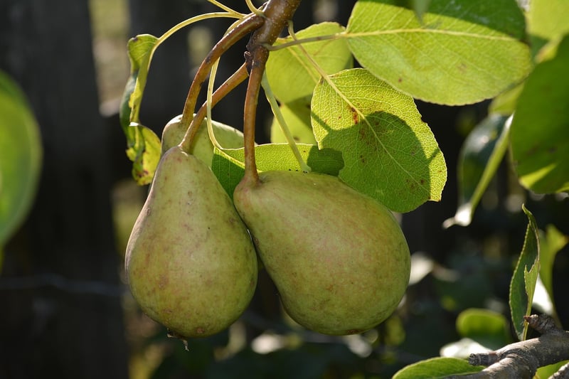 Fruitful Yielding