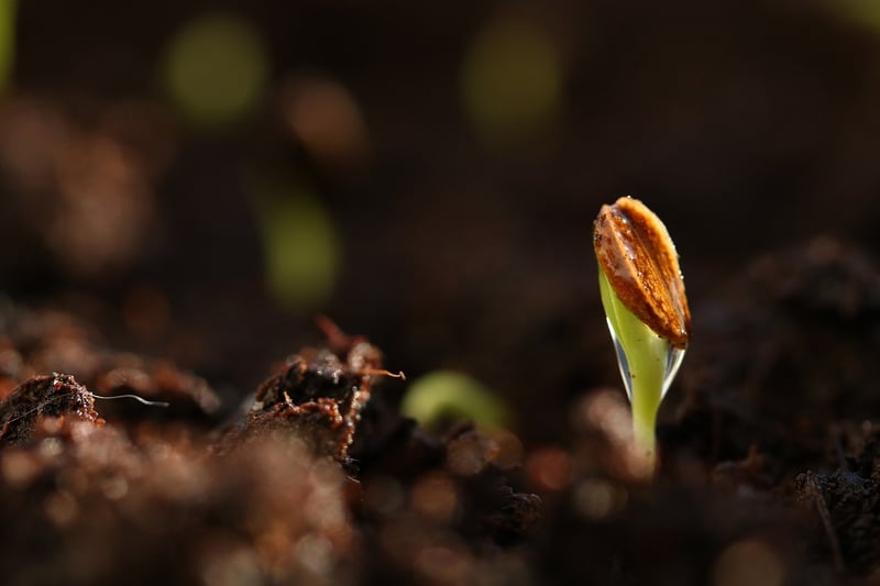 Fertilizer