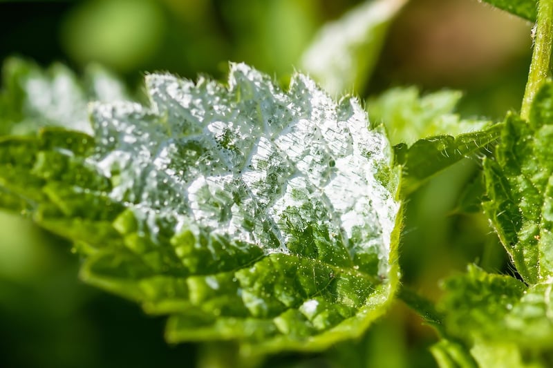 Powdery Mildew